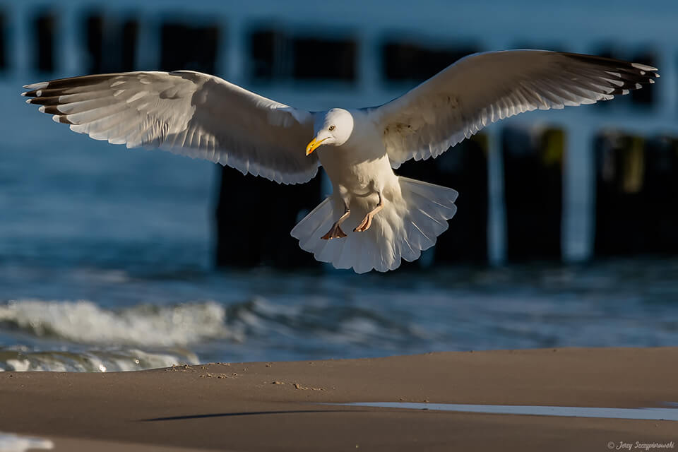 Ptaki nad Bałtykiem