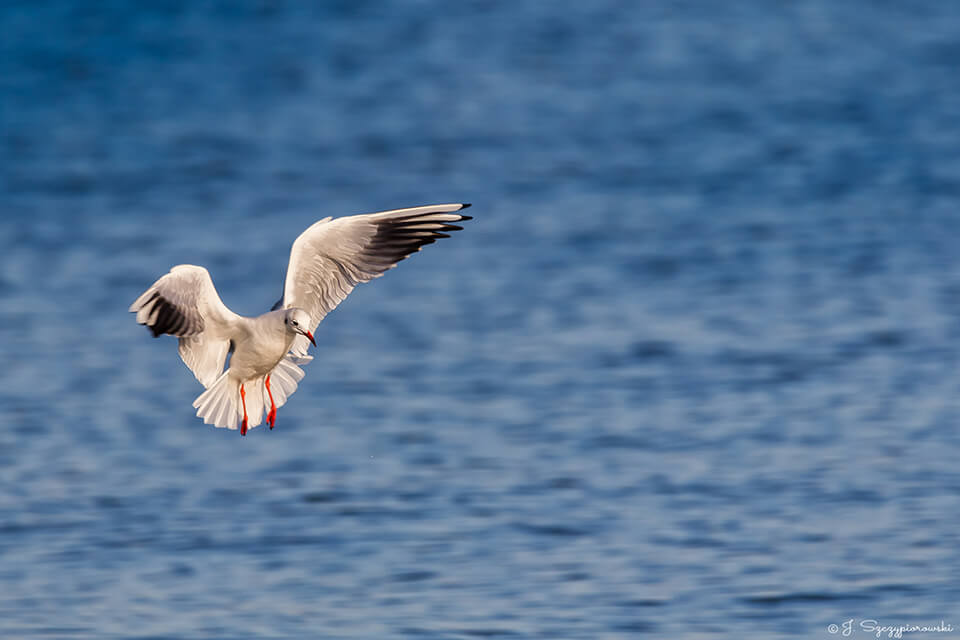 Ptaki nad Bałtykiem