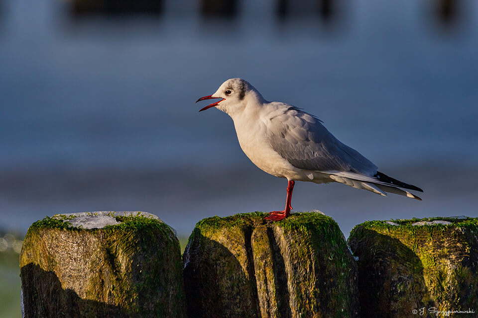 Ptaki nad Bałtykiem