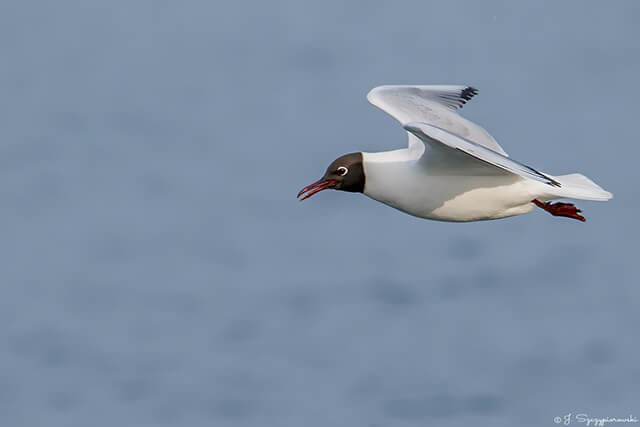 Ptaki nad Bałtykiem