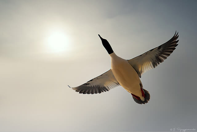 Ptaki nad Bałtykiem