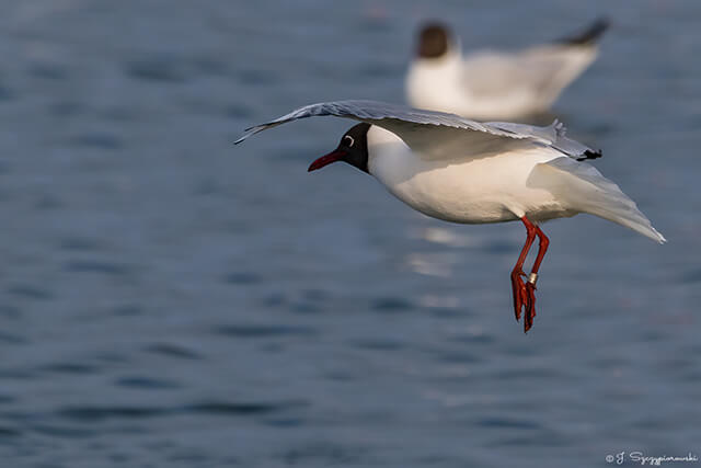 Ptaki nad Bałtykiem