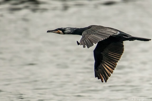 Ptaki nad Bałtykiem