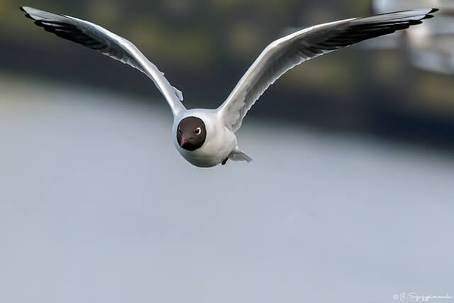Ptaki nad Bałtykiem