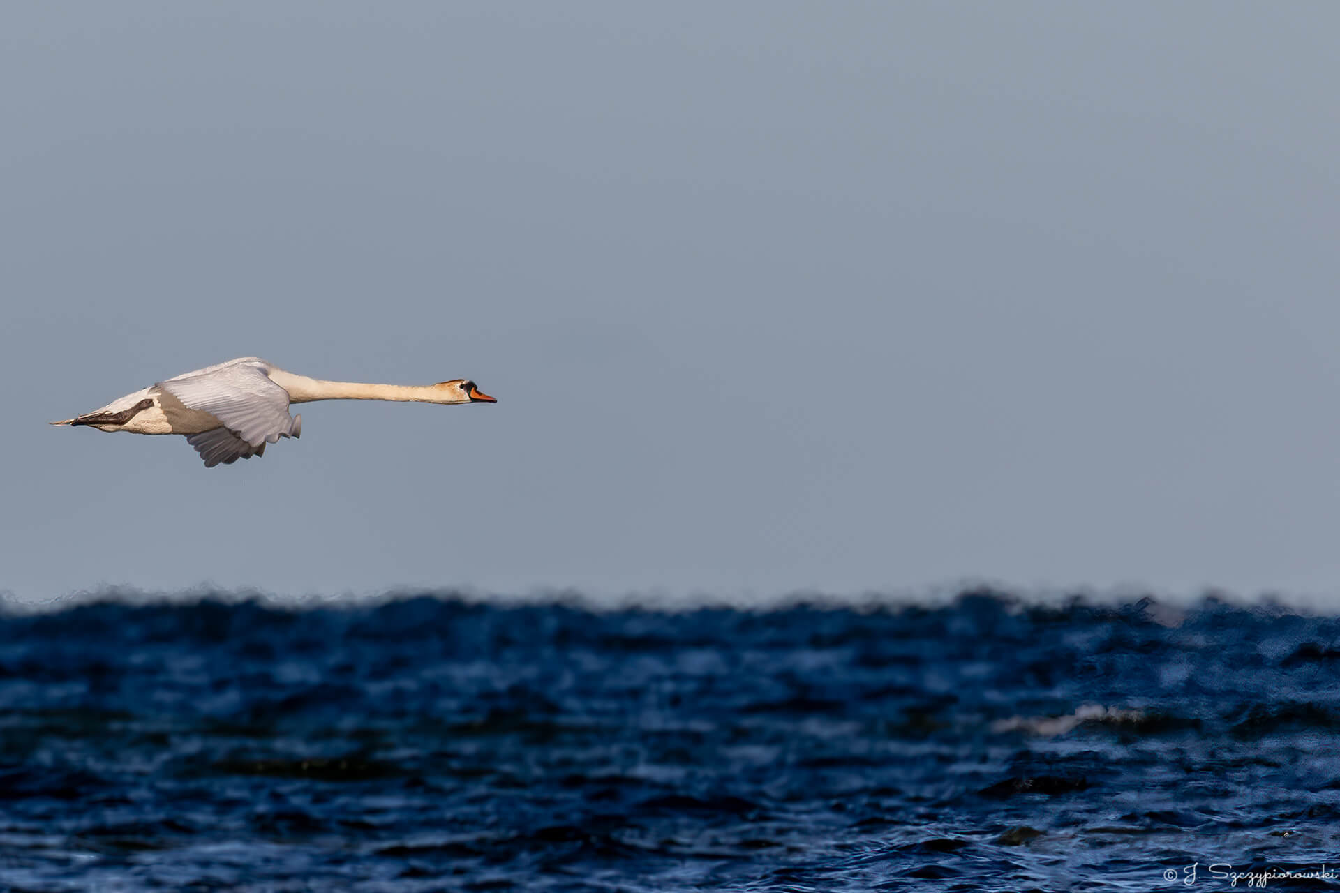 Ptaki nad Bałtykiem