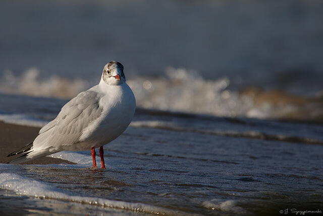 Ptaki nad Bałtykiem