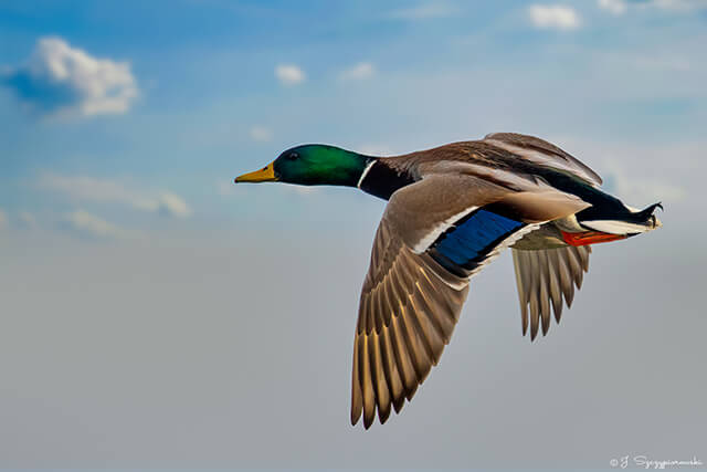 Ptaki nad Bałtykiem