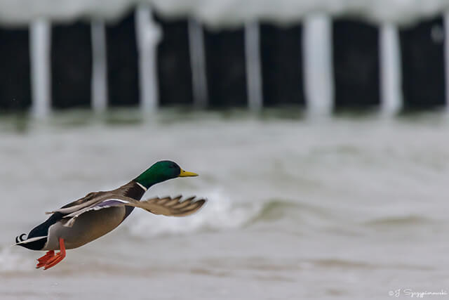 Ptaki nad Bałtykiem