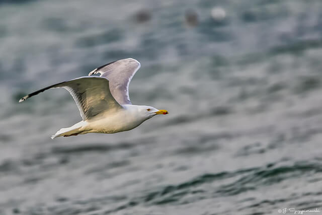 Ptaki nad Bałtykiem