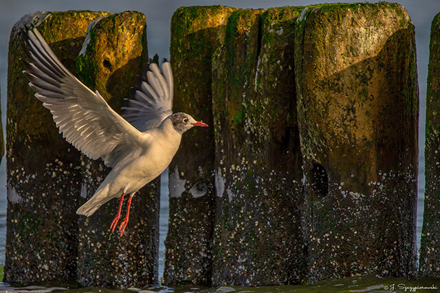 Ptaki nad Bałtykiem