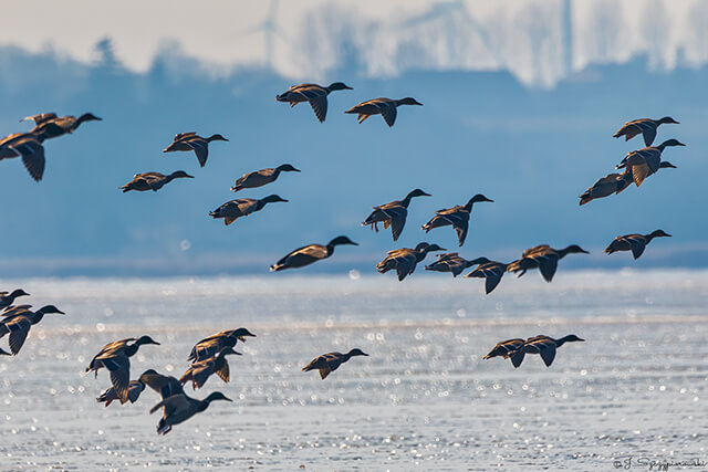 Ptaki nad Bałtykiem
