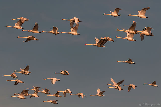 Ptaki nad Bałtykiem