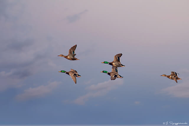 Ptaki nad Bałtykiem