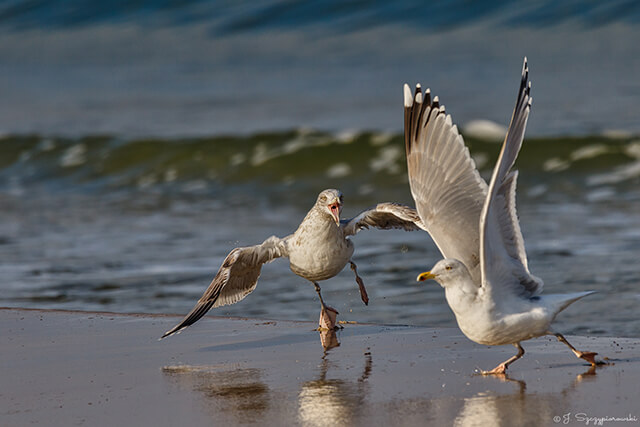 Ptaki nad Bałtykiem