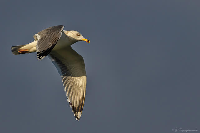 Ptaki nad Bałtykiem