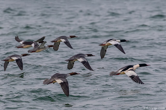 Ptaki nad Bałtykiem