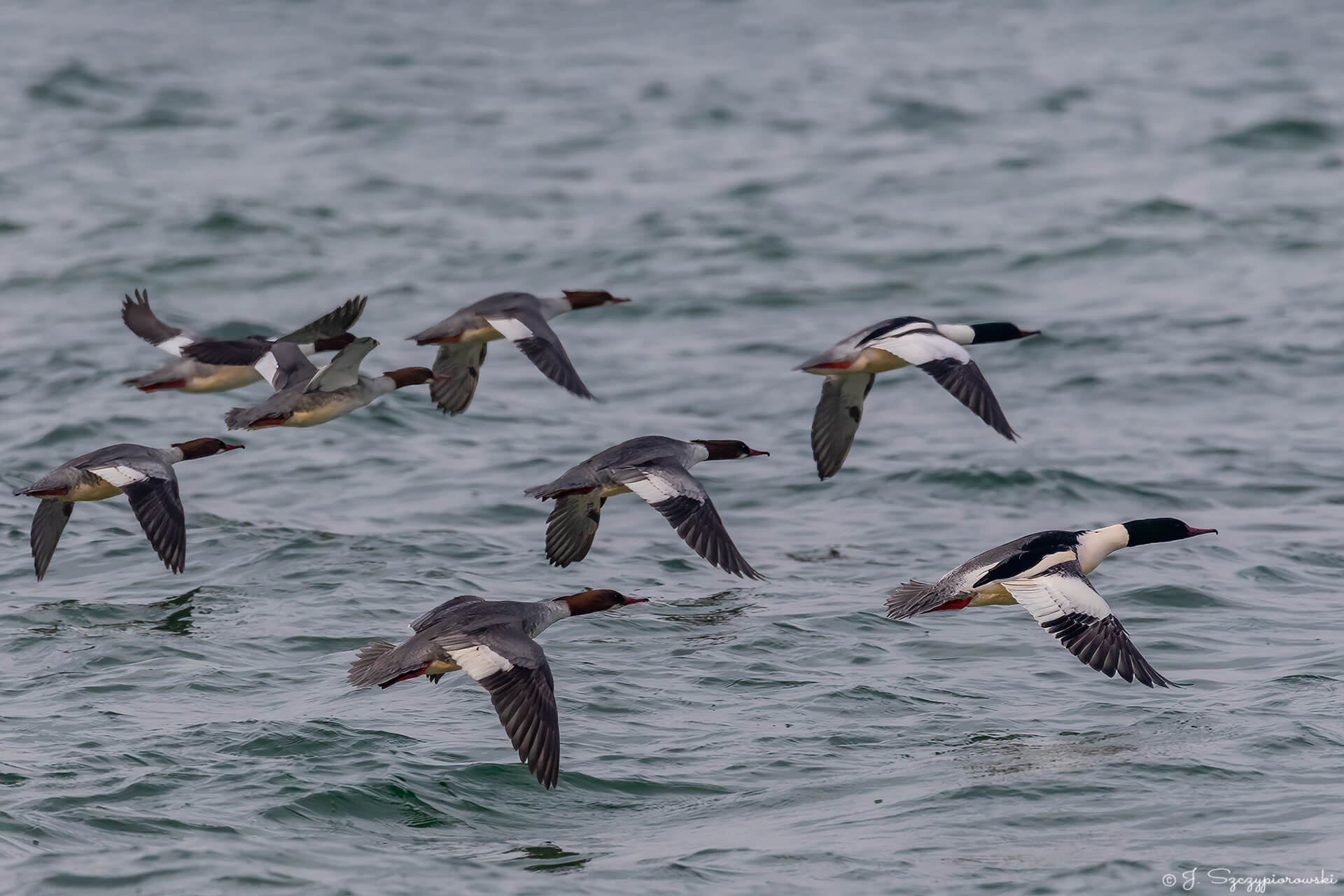 Ptaki nad Bałtykiem